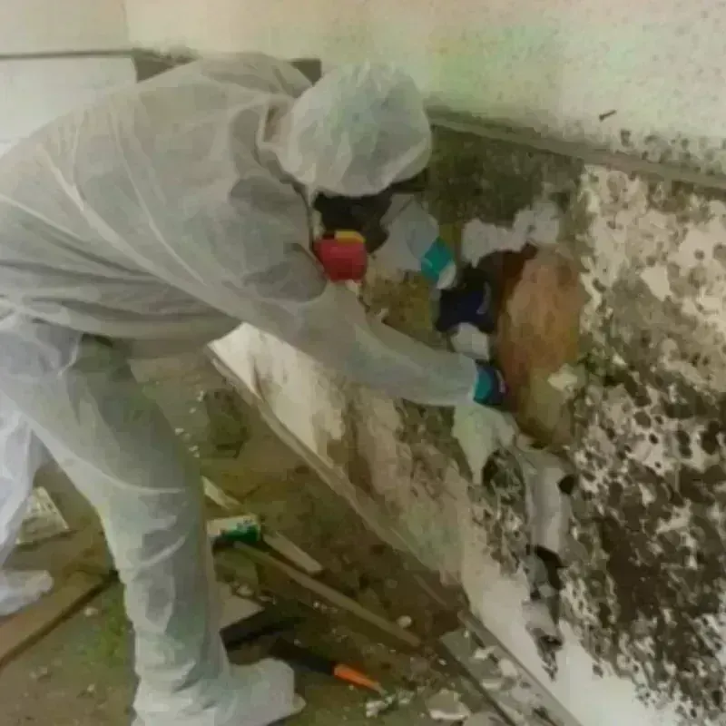 Mold Remediation and Removal in Tellico Village, TN